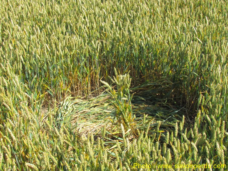 Windmill Hill, Wiltshire crop circle, aerial photo 58