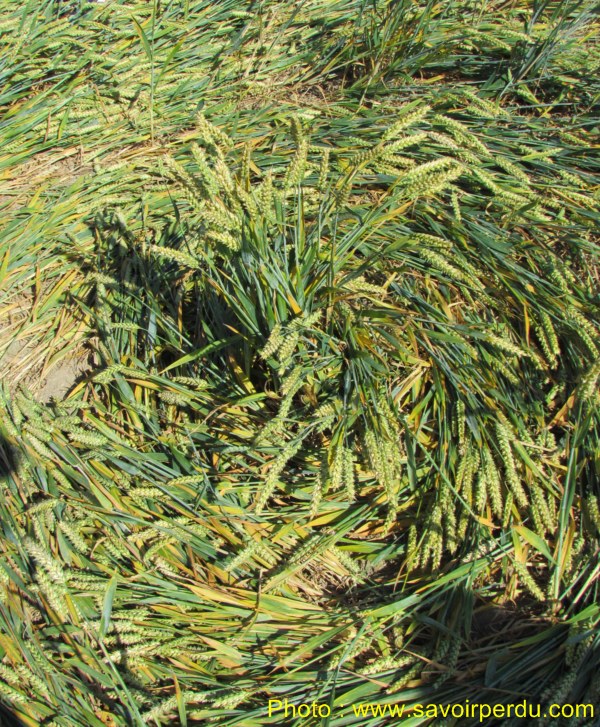 Windmill Hill, Wiltshire crop circle, aerial photo 57