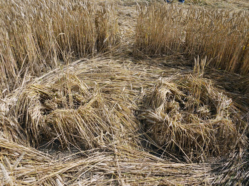 Crop Circle atWindmill Hill (2), Wiltshire crop circle, aerial photo 11