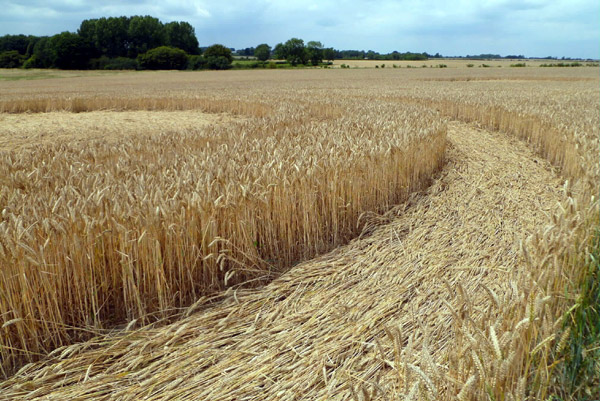 Crop Circle atWindmill Hill (2), Wiltshire crop circle, aerial photo 42