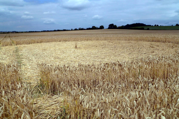 Crop Circle atWindmill Hill (2), Wiltshire crop circle, aerial photo 41
