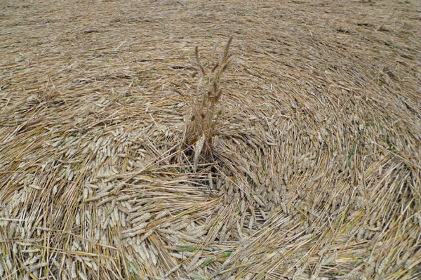 Crop Circle atWindmill Hill (2), Wiltshire crop circle, aerial photo 40