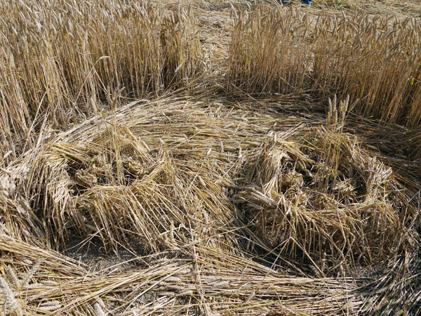 Crop Circle atWindmill Hill (2), Wiltshire crop circle, aerial photo 36