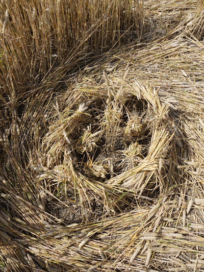 Crop Circle atWindmill Hill (2), Wiltshire crop circle, aerial photo 37