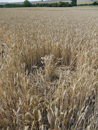 Crop Circle atWindmill Hill (2), Wiltshire crop circle, aerial photo 38