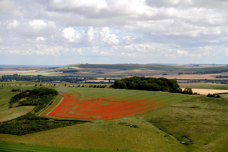 Four Mile Clump, Wiltshire crop circle, aerial photo 47