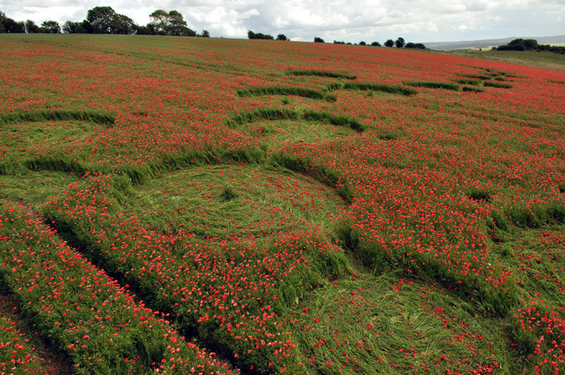 Four Mile Clump, Wiltshire crop circle, aerial photo 44