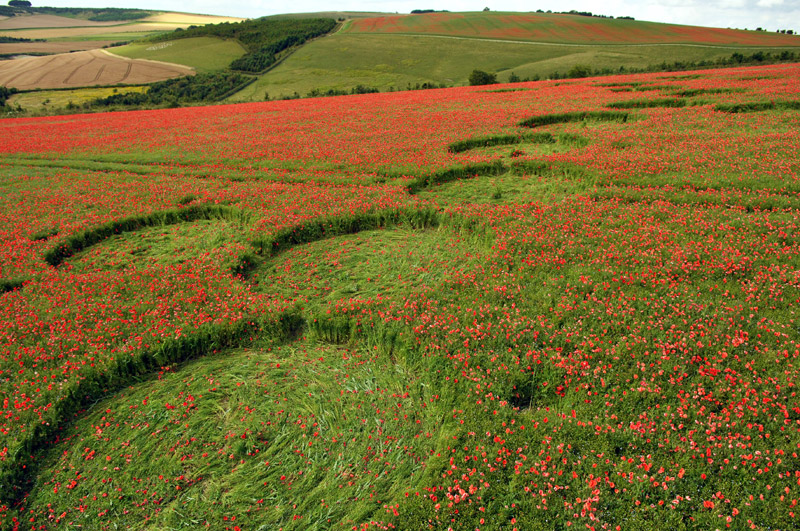 Four Mile Clump, Wiltshire crop circle, aerial photo 45