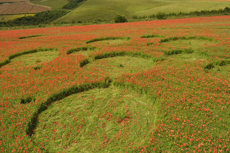 Four Mile Clump, Wiltshire crop circle, aerial photo 46