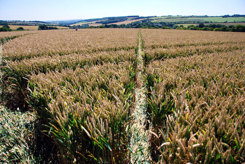 Aldbourne, Oxfordshire crop circle, ground photo 7