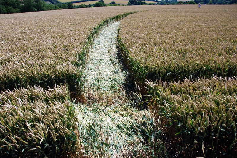Aldbourne, Oxfordshire crop circle, ground photo 9