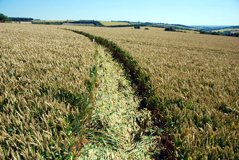 Aldbourne, Oxfordshire crop circle, ground photo 8