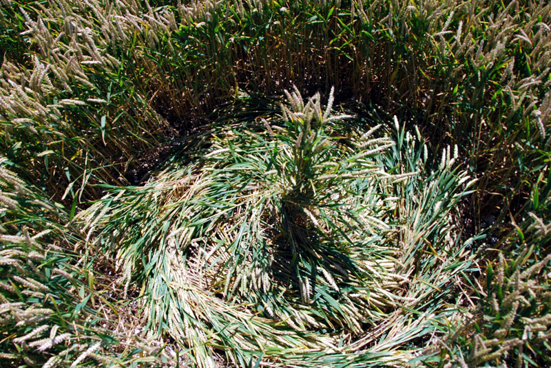 Aldbourne, Oxfordshire crop circle, ground photo 11