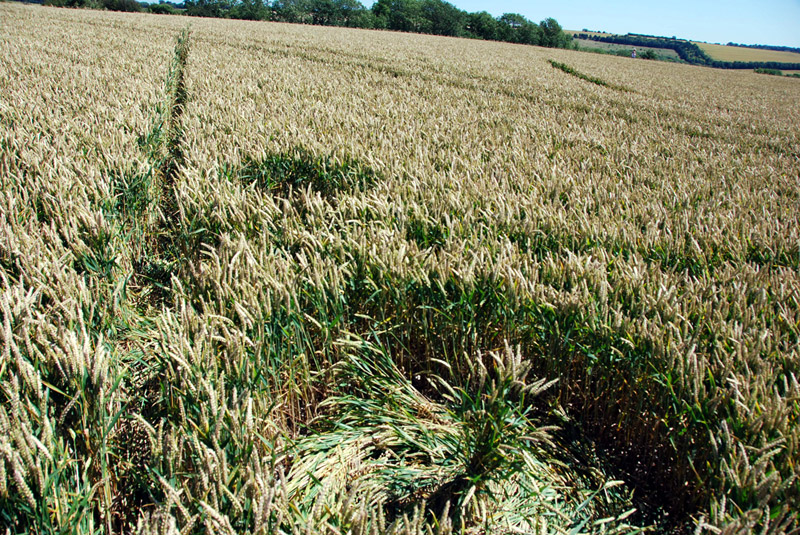 Aldbourne, Oxfordshire crop circle, ground photo 10