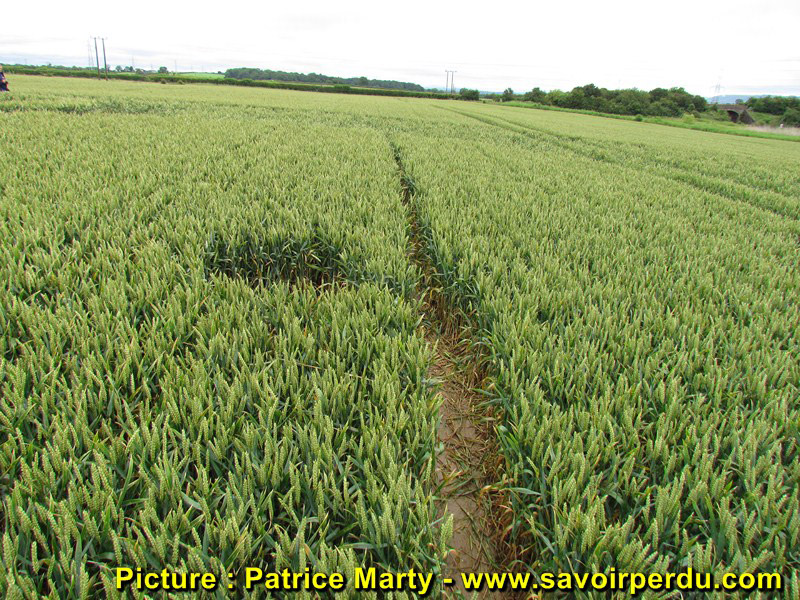 Berkley Lane, Somerset crop circle, aerial photo 46