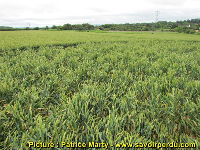Berkley Lane, Somerset crop circle, aerial photo 45
