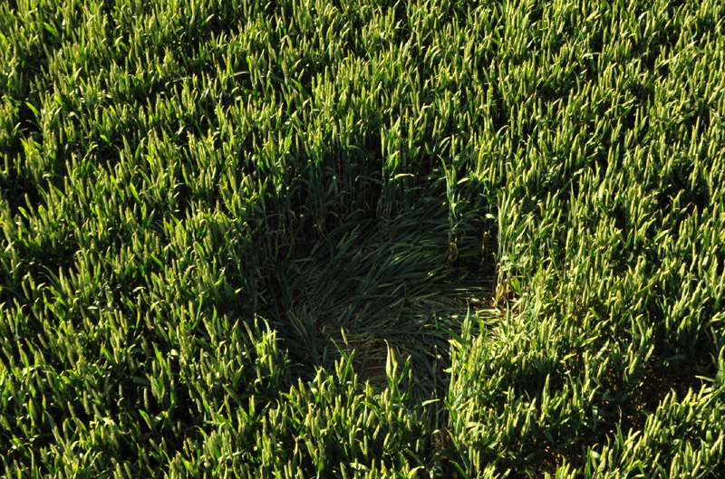 Berkley Lane, Somerset crop circle, aerial photo 34
