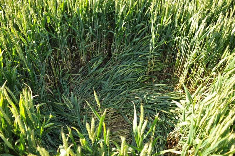 Berkley Lane, Somerset crop circle, aerial photo 35