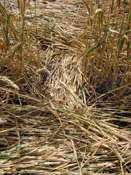 Etchilhampton (2), Wiltshire crop circle, aerial photo 87