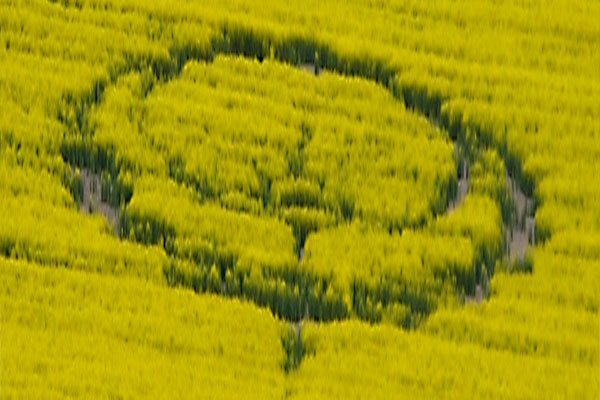 Etchilhampton (2), Wiltshire crop circle, aerial photo 18