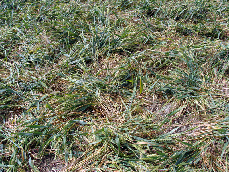 Etchilhampton Hill, Wiltshire crop circle, aerial photo 15