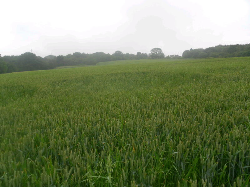 Saint Johns Church, Shropshire crop circle, aerial photo 9