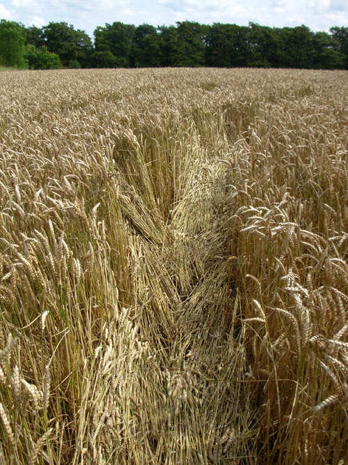 Lurkeley Hill, Wiltshire crop circle, aerial photo 22