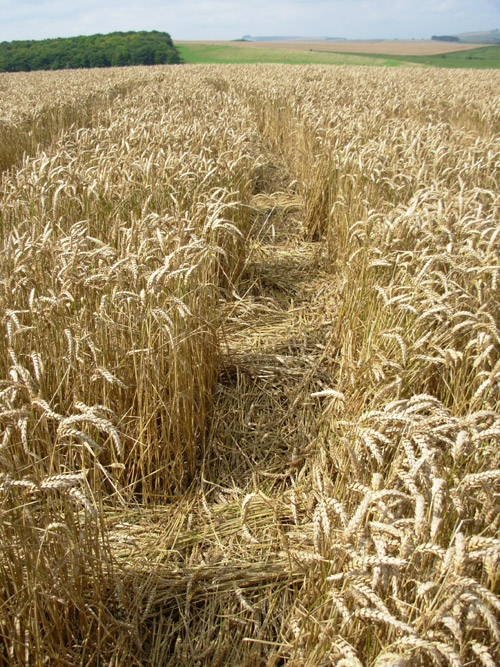 Lurkeley Hill, Wiltshire crop circle, aerial photo 23