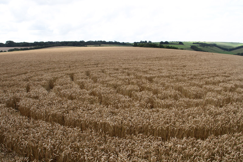Lurkeley Hill, Wiltshire crop circle, aerial photo 24