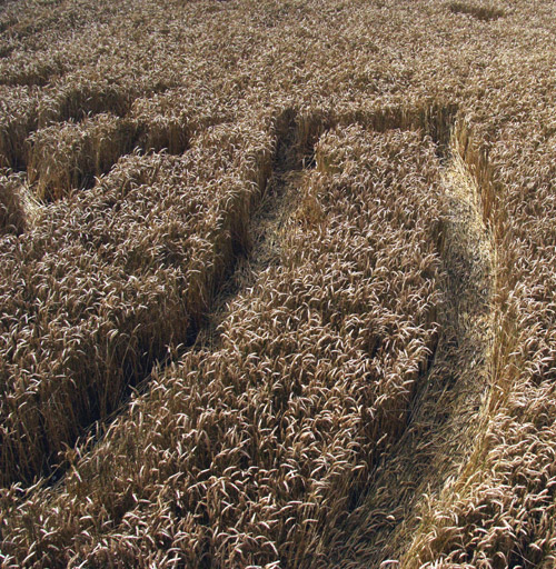 Lurkeley Hill, Wiltshire crop circle, aerial photo 67