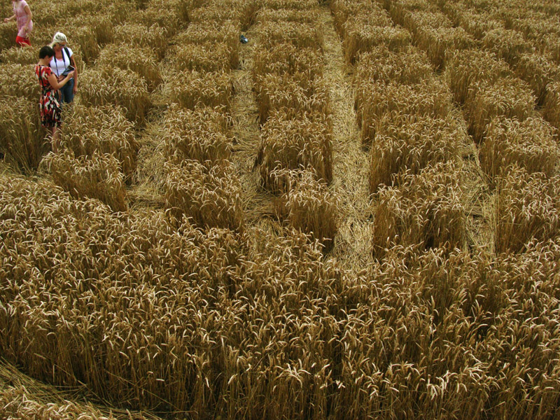 Lurkeley Hill, Wiltshire crop circle, aerial photo 65