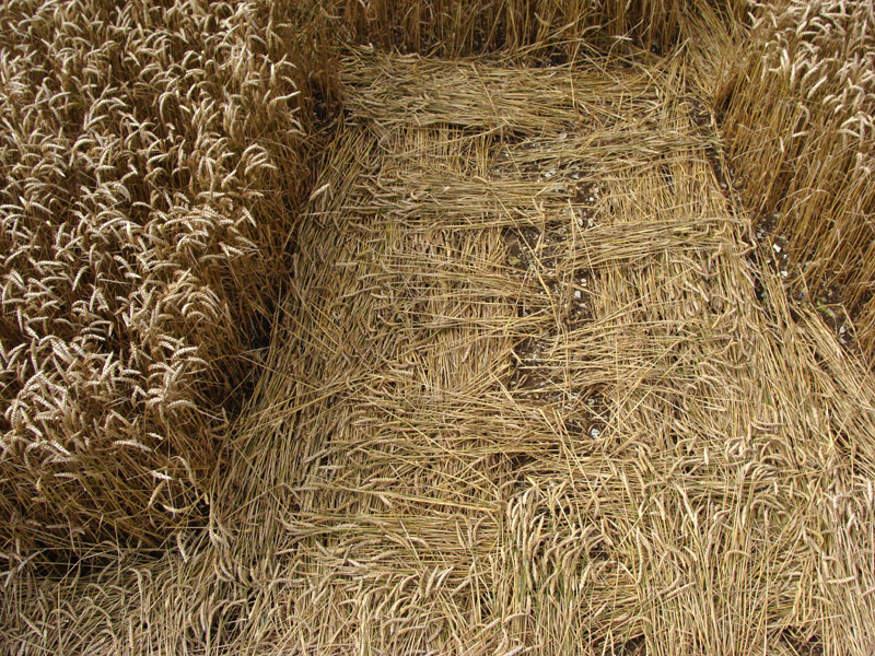 Lurkeley Hill, Wiltshire crop circle, aerial photo 66