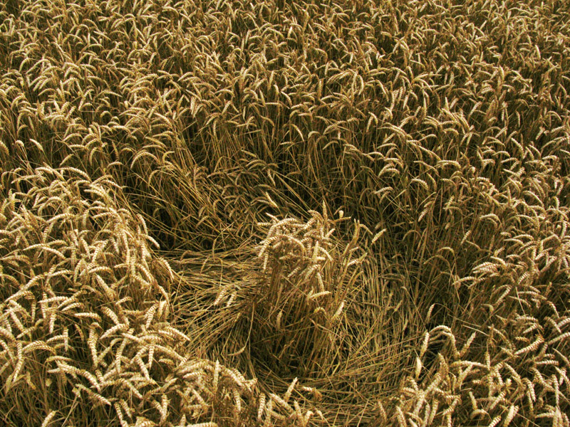 Lurkeley Hill, Wiltshire crop circle, aerial photo 68