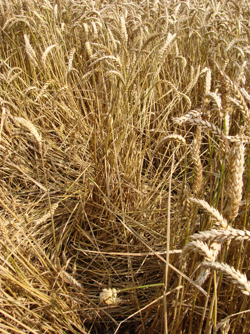Lurkeley Hill, Wiltshire crop circle, aerial photo 69