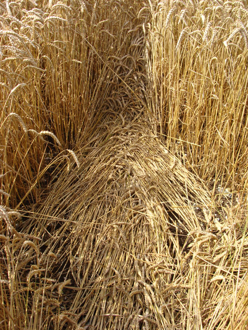 Lurkeley Hill, Wiltshire crop circle, aerial photo 71