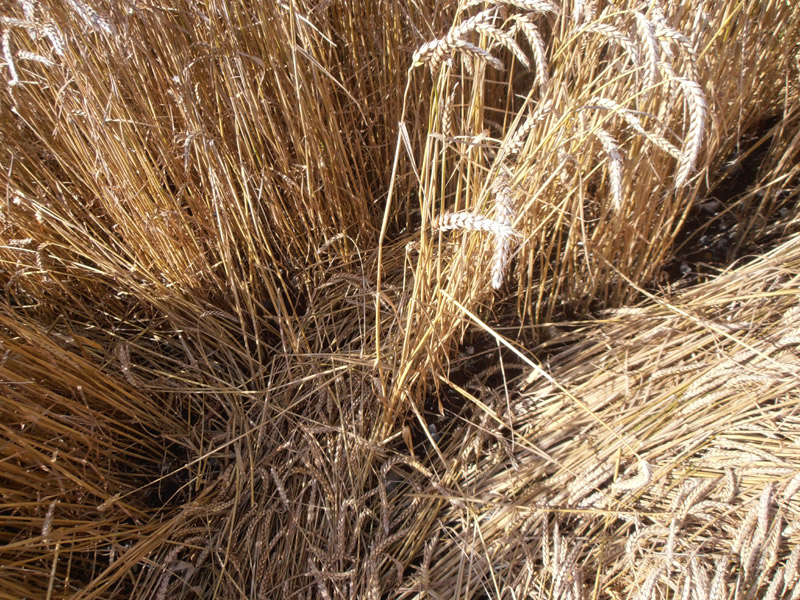 Lurkeley Hill, Wiltshire crop circle, aerial photo 26