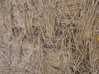 Lurkeley Hill, Wiltshire crop circle, aerial photo 61