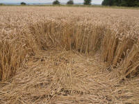 Lurkeley Hill, Wiltshire crop circle, aerial photo 60