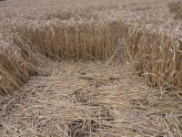 Lurkeley Hill, Wiltshire crop circle, aerial photo 58