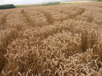 Lurkeley Hill, Wiltshire crop circle, aerial photo 57