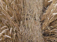 Lurkeley Hill, Wiltshire crop circle, aerial photo 56