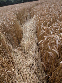 Lurkeley Hill, Wiltshire crop circle, aerial photo 63