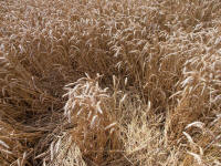 Lurkeley Hill, Wiltshire crop circle, aerial photo 55