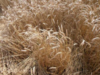 Lurkeley Hill, Wiltshire crop circle, aerial photo 54