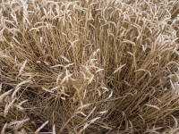 Lurkeley Hill, Wiltshire crop circle, aerial photo 53