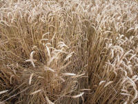 Lurkeley Hill, Wiltshire crop circle, aerial photo 52