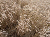 Lurkeley Hill, Wiltshire crop circle, aerial photo 51