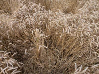 Lurkeley Hill, Wiltshire crop circle, aerial photo 50