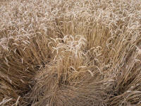 Lurkeley Hill, Wiltshire crop circle, aerial photo 49