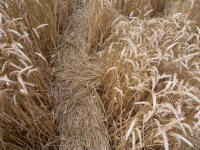 Lurkeley Hill, Wiltshire crop circle, aerial photo 48